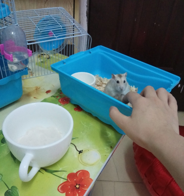 仓鼠免费送啦