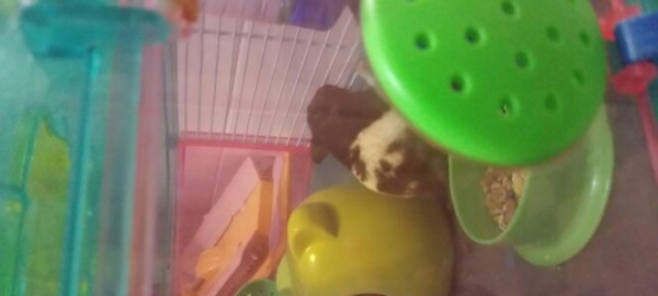 小宠物金狮熊