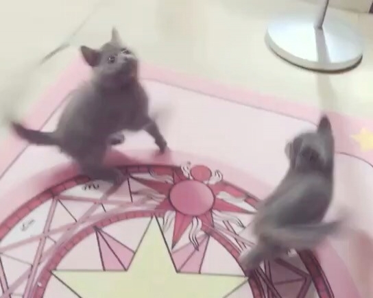 蓝猫宝宝 售后