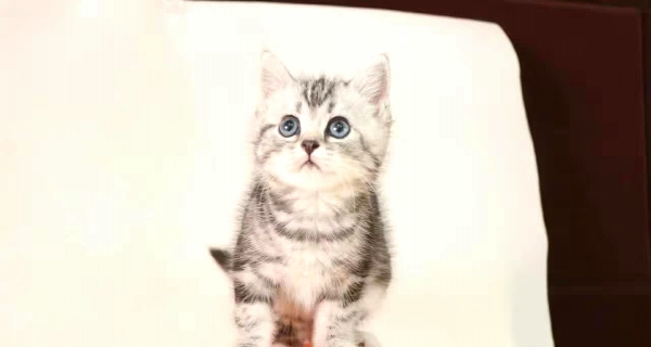选猫咪到正规猫舍 选着放心 养只开心 质量质保 OK002